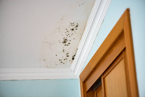 Best Crawl Space Mold Removal  in Carnot Moon, PA