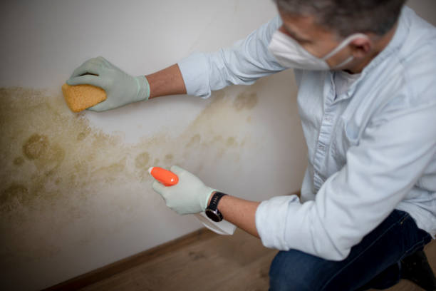 Best Mold Damage Repair  in Carnot Moon, PA