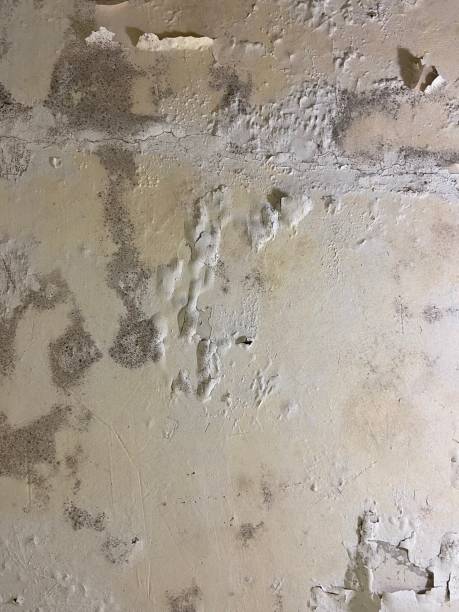 Best Certified Mold Removal  in Carnot Moon, PA