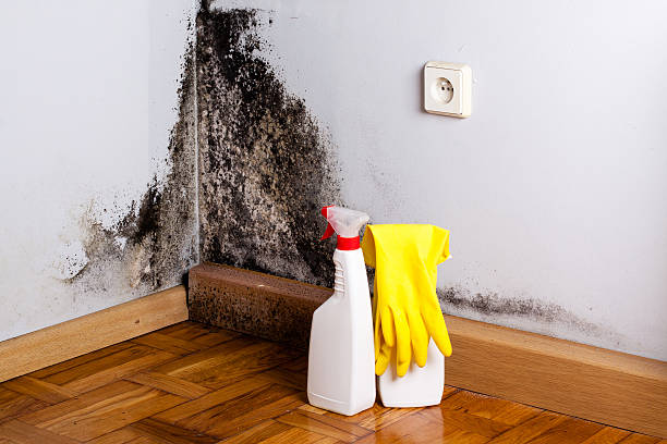 Best Toxic Mold Removal  in Carnot Moon, PA