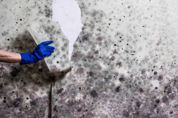 Best Professional Mold Removal  in Carnot Moon, PA