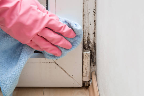 Office Mold Removal Services in Carnot Moon, PA